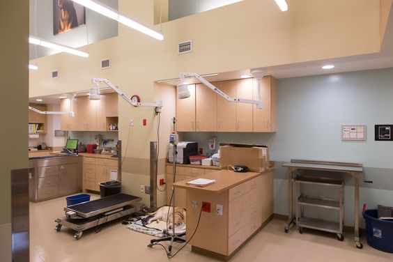 簡約寵物醫(yī)院裝修設(shè)計(jì)-第2張圖片-上海古都建筑設(shè)計(jì)集團(tuán)